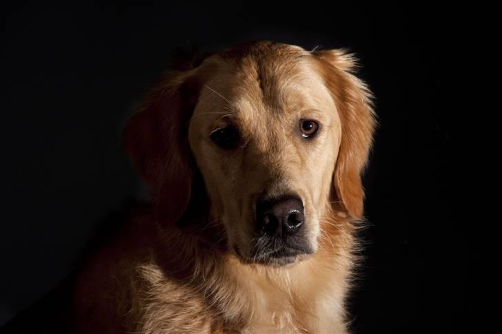 Golden retriever Dumle billede 18