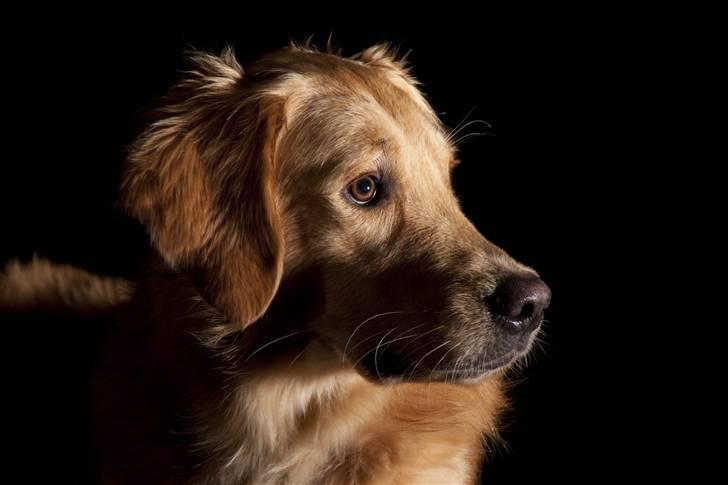 Golden retriever Dumle billede 19