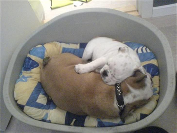 Engelsk bulldog Bobby billede 9