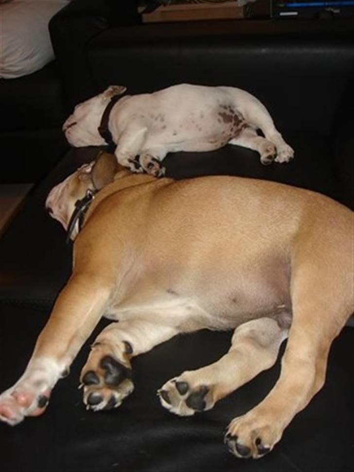 Engelsk bulldog Bobby billede 10