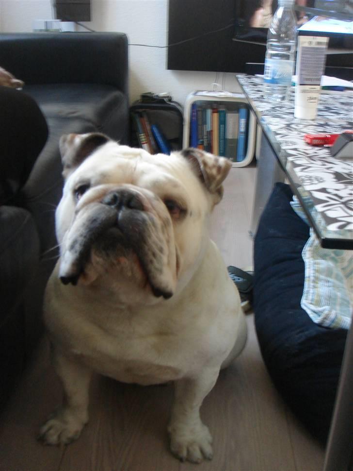 Engelsk bulldog Bobby billede 11