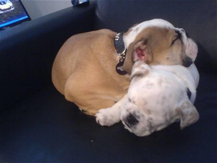 Engelsk bulldog Bobby billede 12