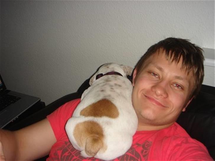 Engelsk bulldog Bobby billede 13