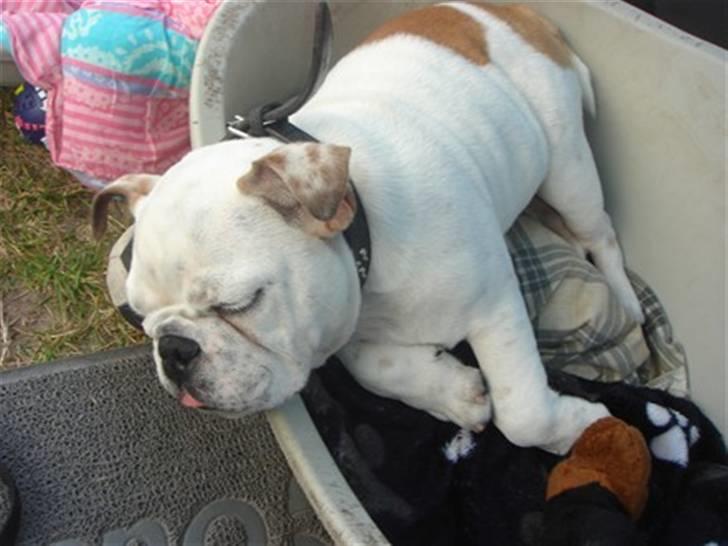 Engelsk bulldog Bobby billede 14