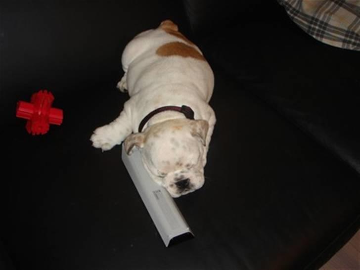 Engelsk bulldog Bobby billede 17