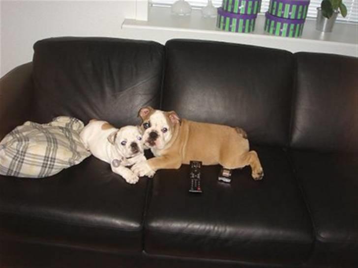 Engelsk bulldog Bobby billede 18