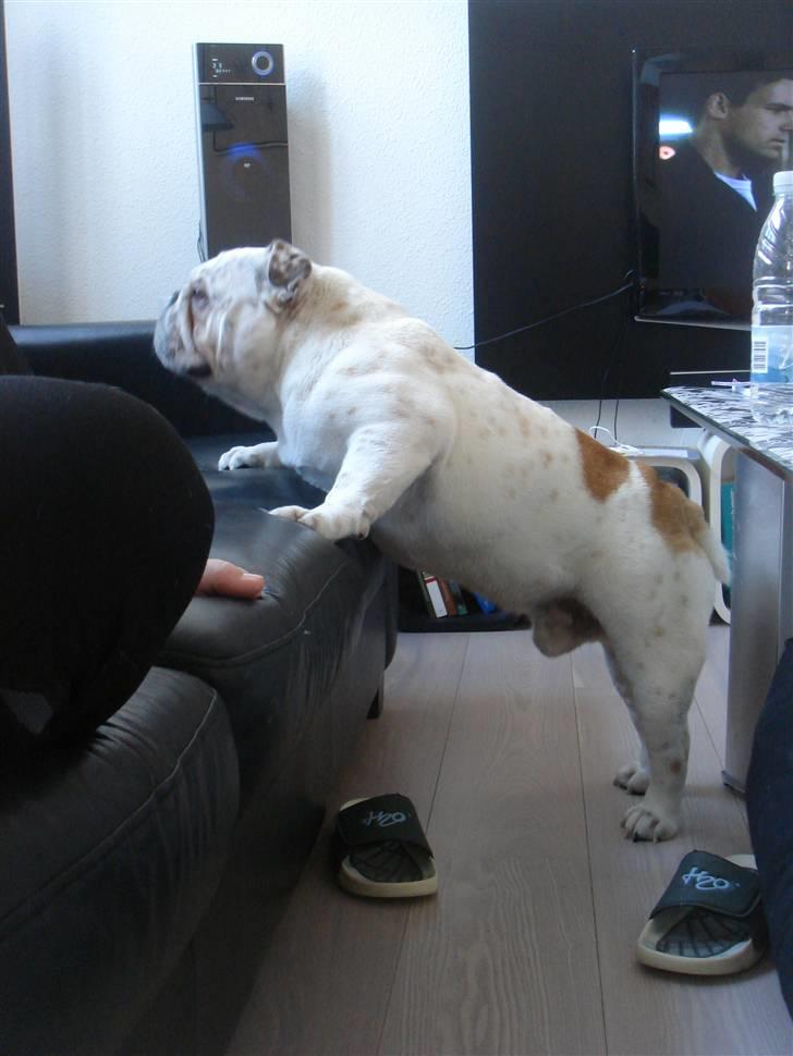 Engelsk bulldog Bobby billede 19