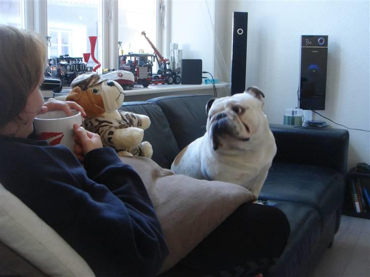 Engelsk bulldog Bobby billede 20