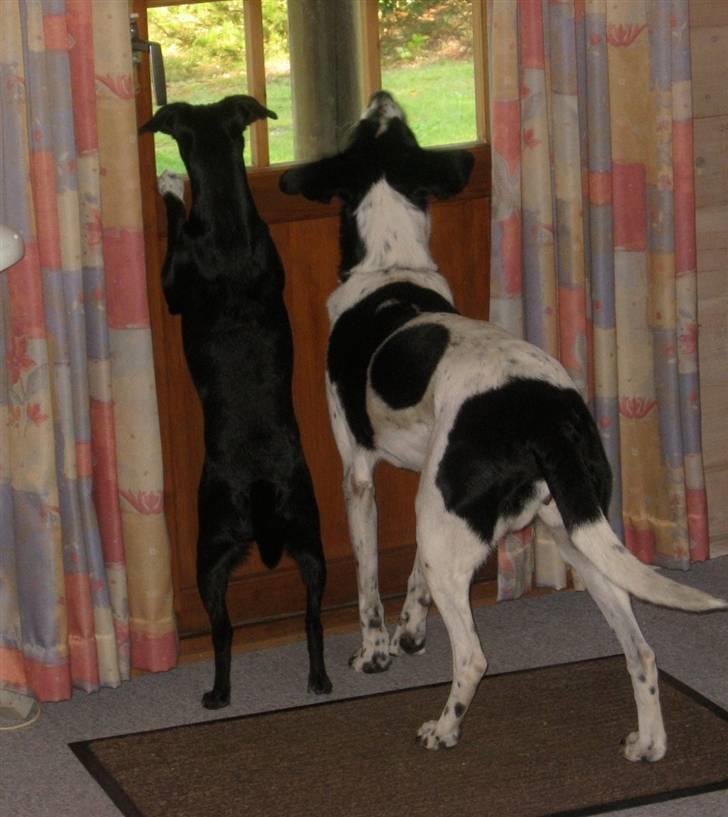 Blanding af racer Karla Malone - Karla og "tante" SIf er i sommerhus, fedt med et vindue så man kan holde øje med folk på stien billede 9