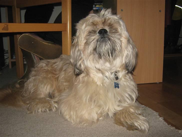 Shih tzu Athur - jep her bestemmer jeg billede 9