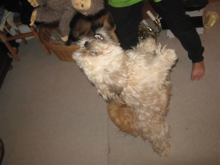 Shih tzu Athur - giv mig min abe billede 10