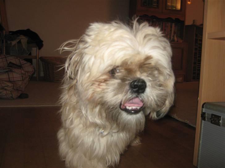 Shih tzu Athur billede 11
