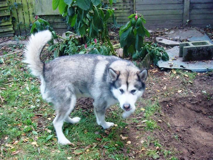 Alaskan malamute Max billede 1