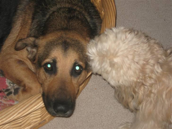 Blanding af racer cille ***RIP*** - ihh han er alså møg ireterende en gang imellem billede 7