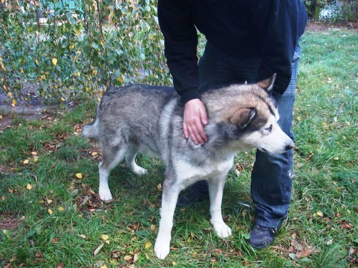 Alaskan malamute Max billede 2
