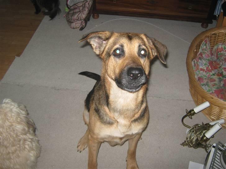 Blanding af racer cille ***RIP*** - hey se lige mig billede 8