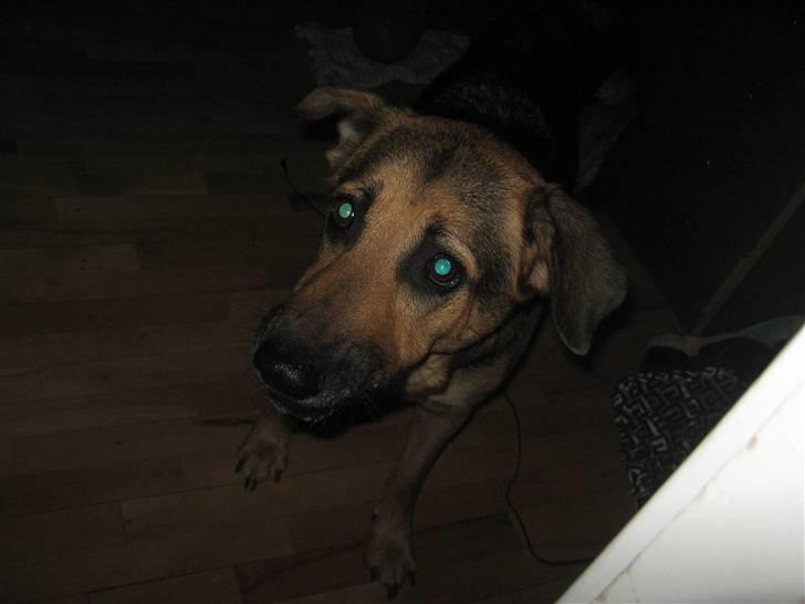 Blanding af racer cille ***RIP*** - Gud hvor er her mørkt billede 9