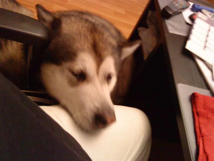 Alaskan malamute Max billede 3