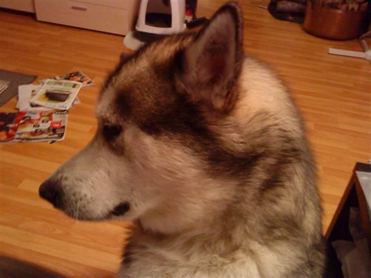 Alaskan malamute Max billede 4