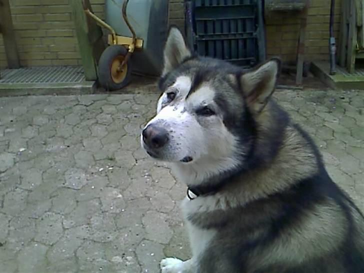 Alaskan malamute Max billede 5