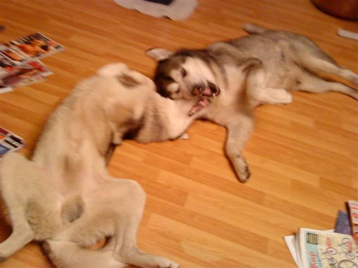 Alaskan malamute Max billede 6