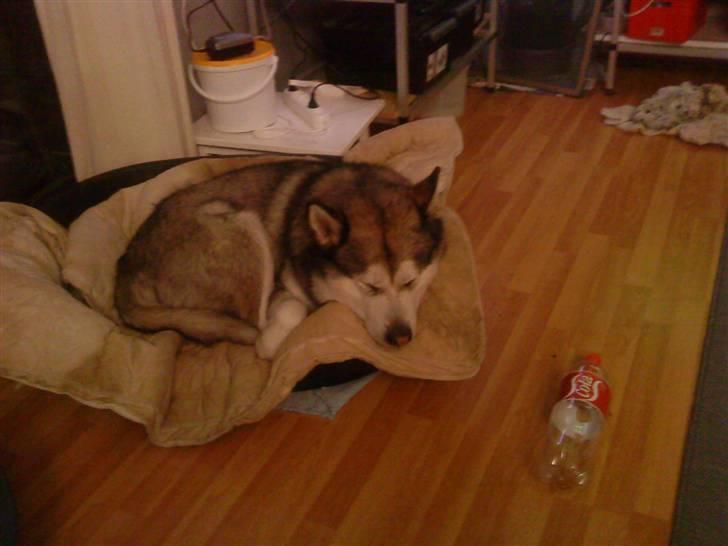 Alaskan malamute Max billede 7