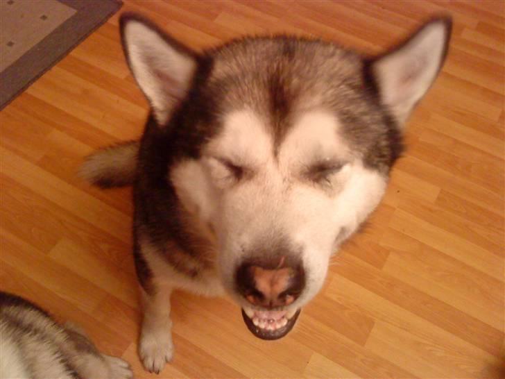 Alaskan malamute Max billede 8