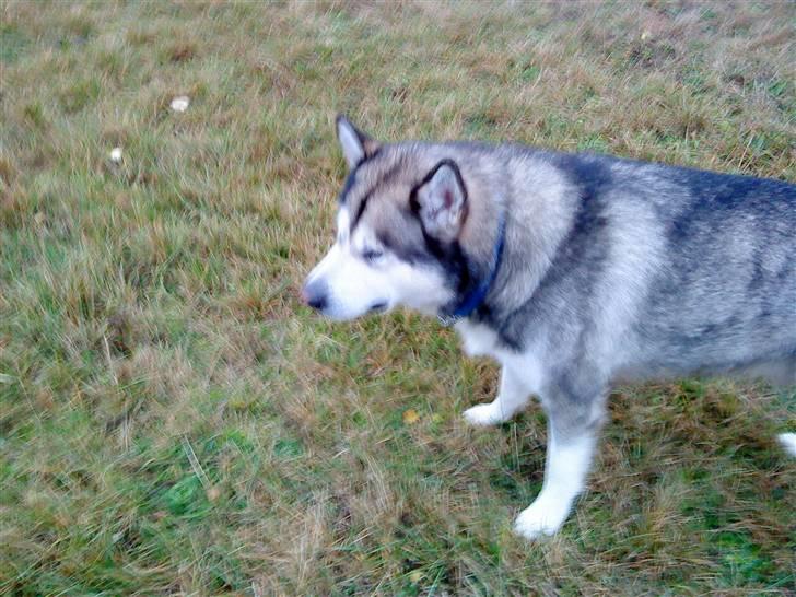 Alaskan malamute Max billede 9