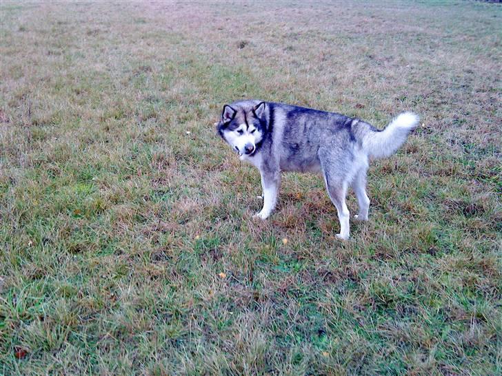 Alaskan malamute Max billede 10