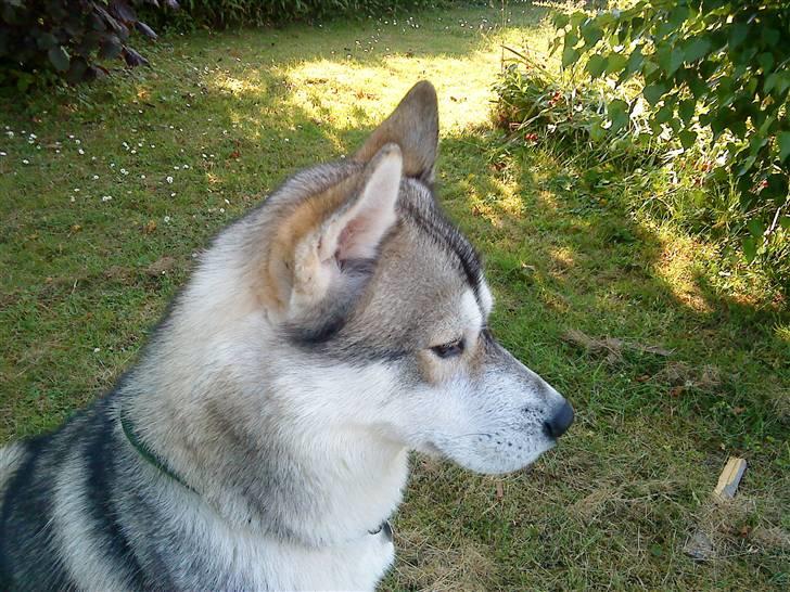 Alaskan malamute Kenzo billede 14