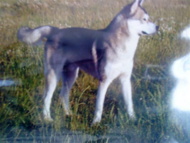 Alaskan malamute Kenzo billede 15