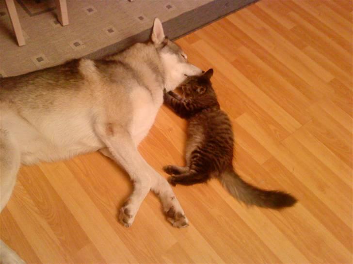 Alaskan malamute Kenzo billede 16