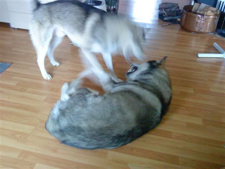 Alaskan malamute Kenzo billede 17