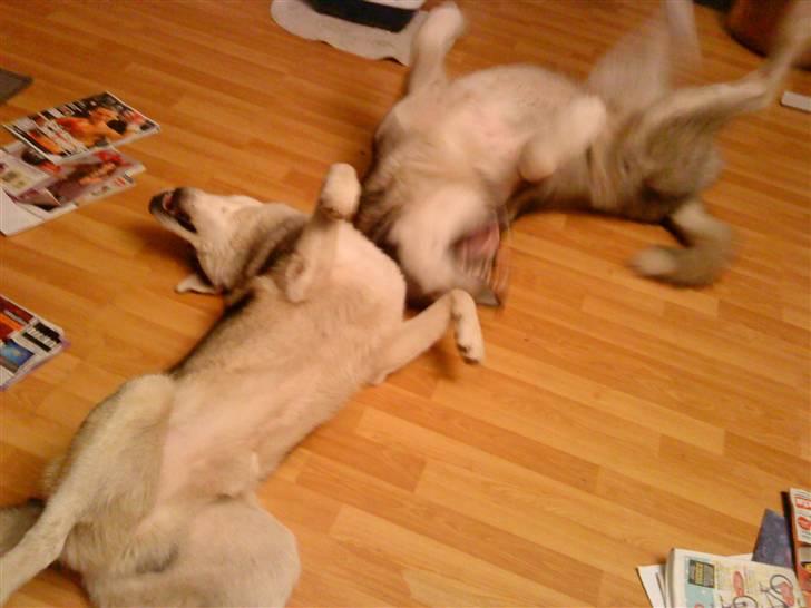 Alaskan malamute Kenzo billede 18