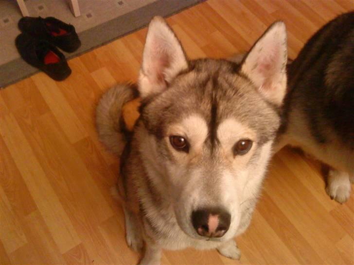 Alaskan malamute Kenzo billede 19