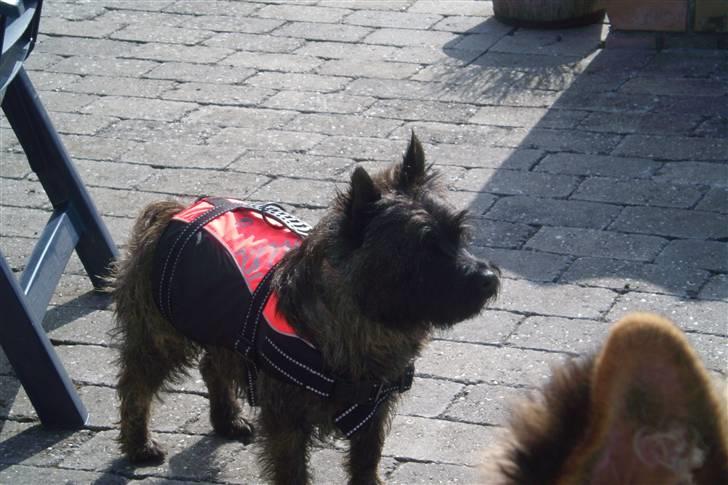 Cairn terrier Tyson - Ok jeg er klar, nu skal jeg med mor ud og svømme i den store pool. billede 11