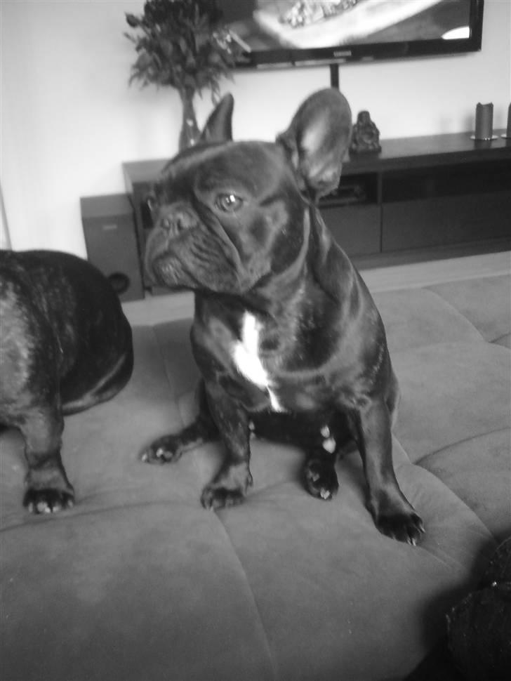 Fransk bulldog Aggie billede 1