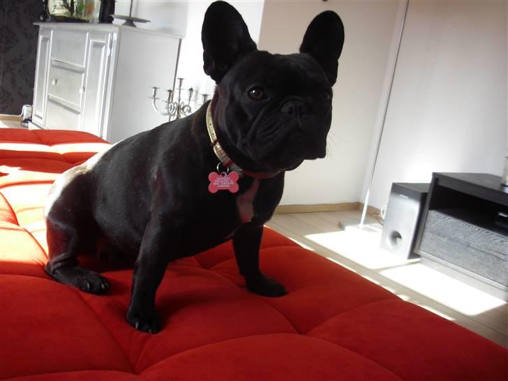 Fransk bulldog Aggie billede 5