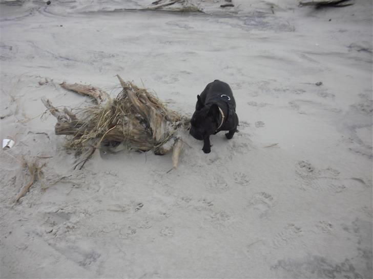 Fransk bulldog Aggie billede 6