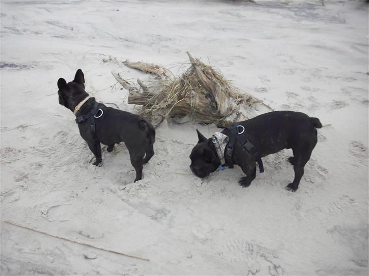 Fransk bulldog Aggie - Aggie med min anden hund Tyson :) billede 7