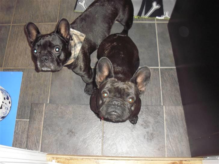 Fransk bulldog Aggie - Aggie og Tyson i baggrunden :) billede 8