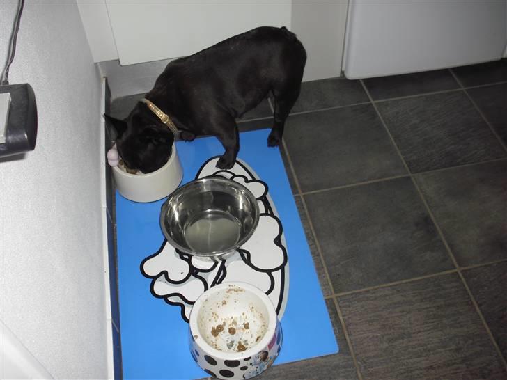 Fransk bulldog Aggie billede 9