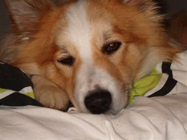 Islandsk fårehund Loka - jeg lægger ´´ ALDRIG´´ i sengen :) billede 11