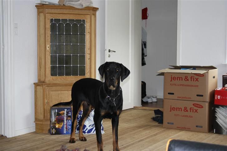 Blanding af racer Bamse billede 8