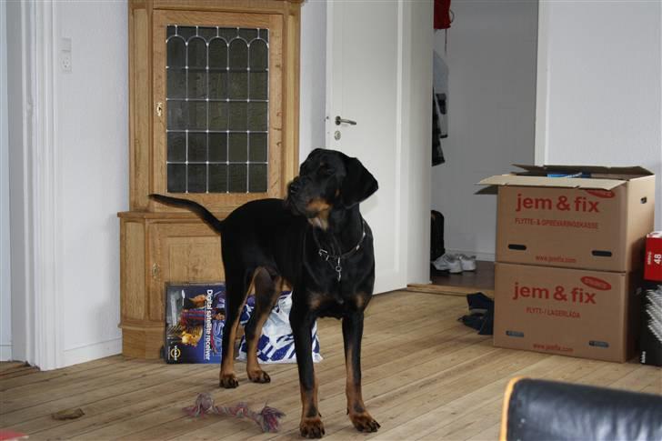 Blanding af racer Bamse billede 9