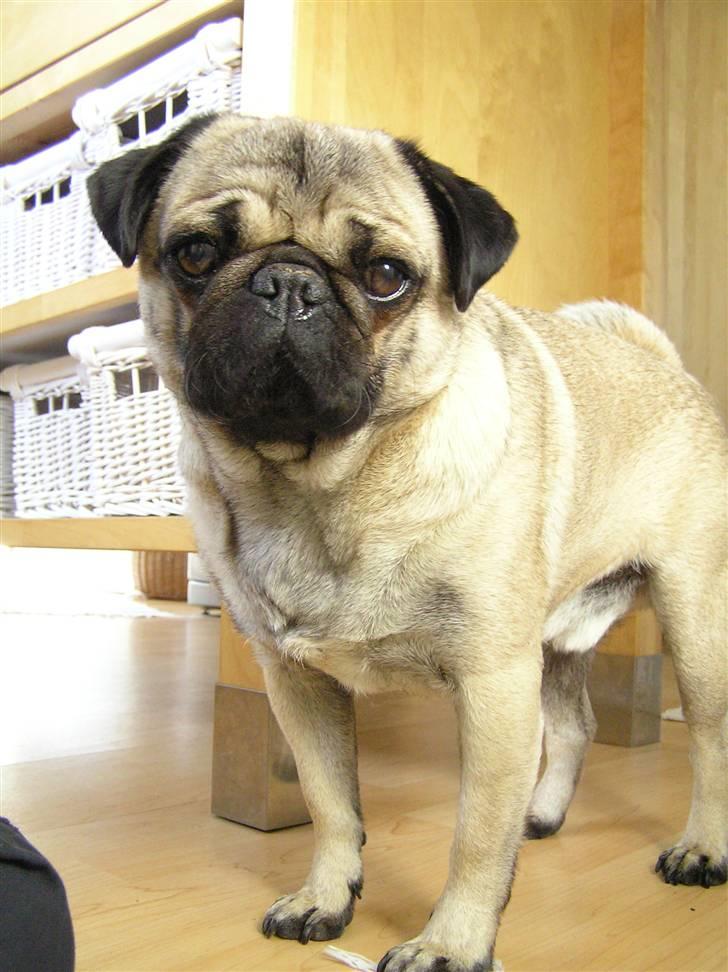 Mops Felix <3 (: billede 10