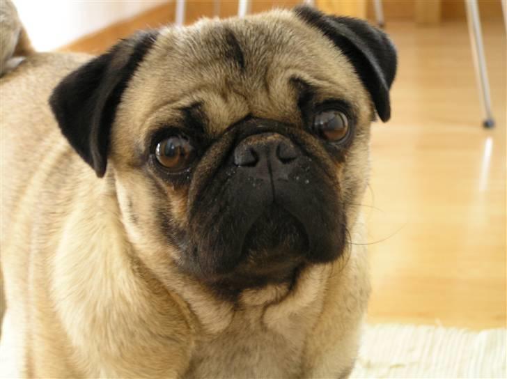 Mops Felix <3 (: billede 11