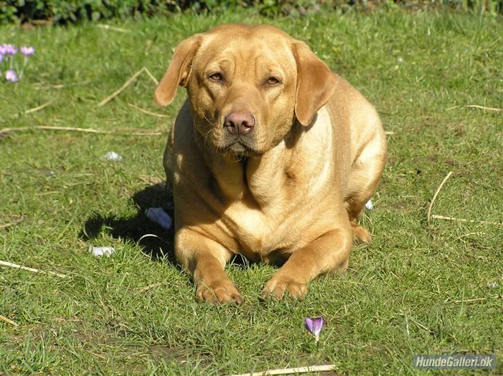 Labrador retriever molly R.I.P billede 16