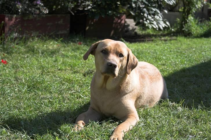Labrador retriever molly R.I.P billede 17