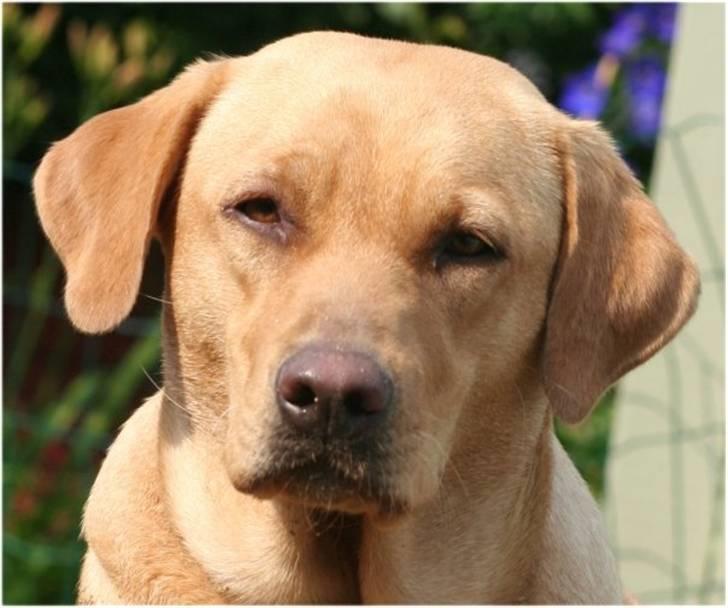 Labrador retriever molly R.I.P billede 18